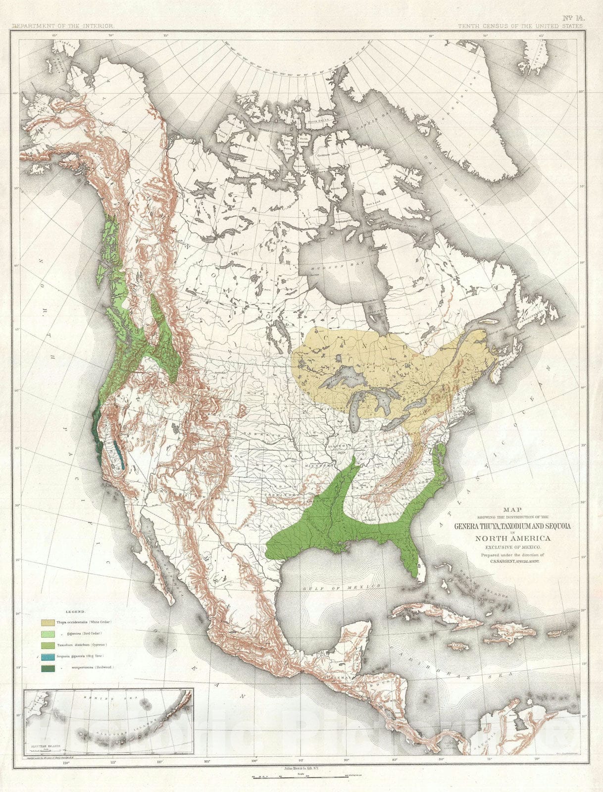 Historic Map : North America Depicting California Redwood Trees, Sargent Arboreal, 1884, Vintage Wall Art