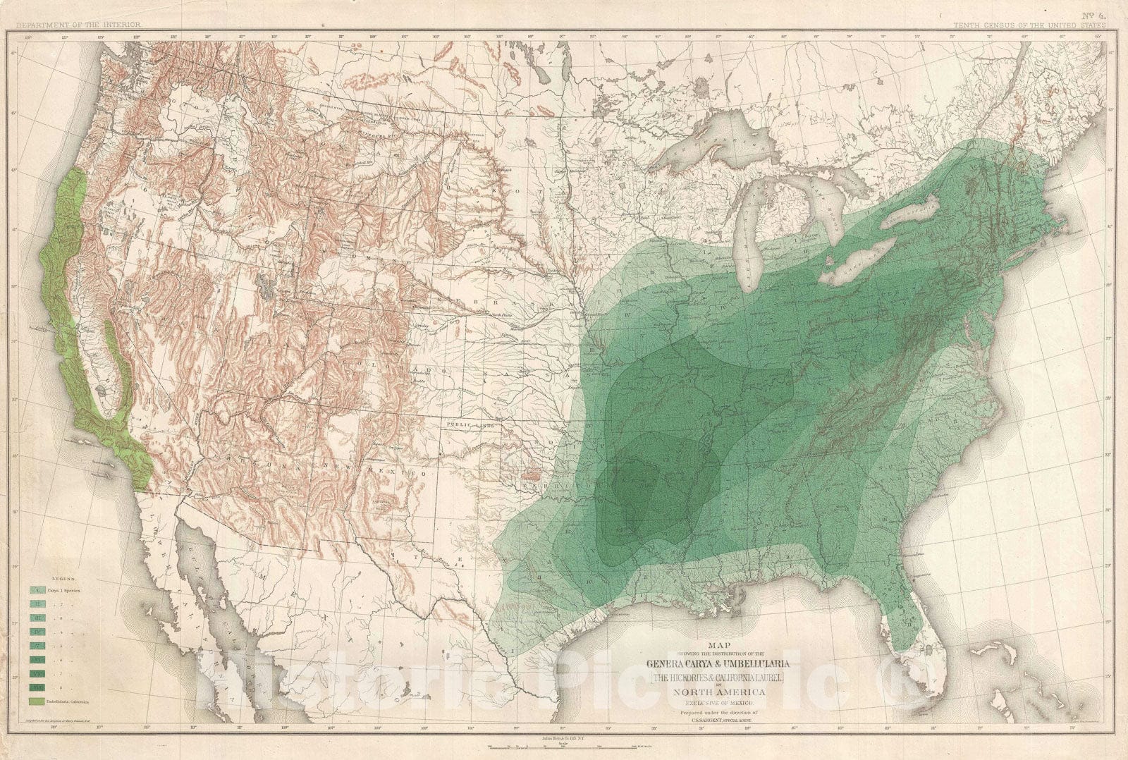 Historic Map : United States Depicting Hickory and California Laurel Trees, Sargent, 1884, Vintage Wall Art