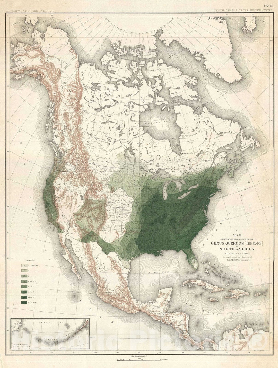 Historic Map : North America Depicting Oak Trees, Sargent Arboreal, 1884, Vintage Wall Art