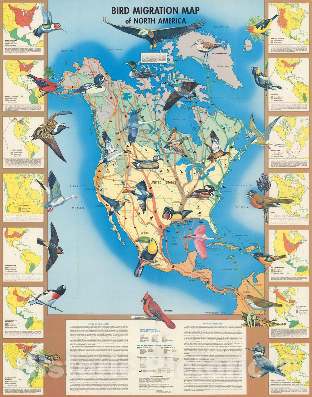 Historic Map - Bird Migration Map of North America, 1960 - Vintage Wall Art