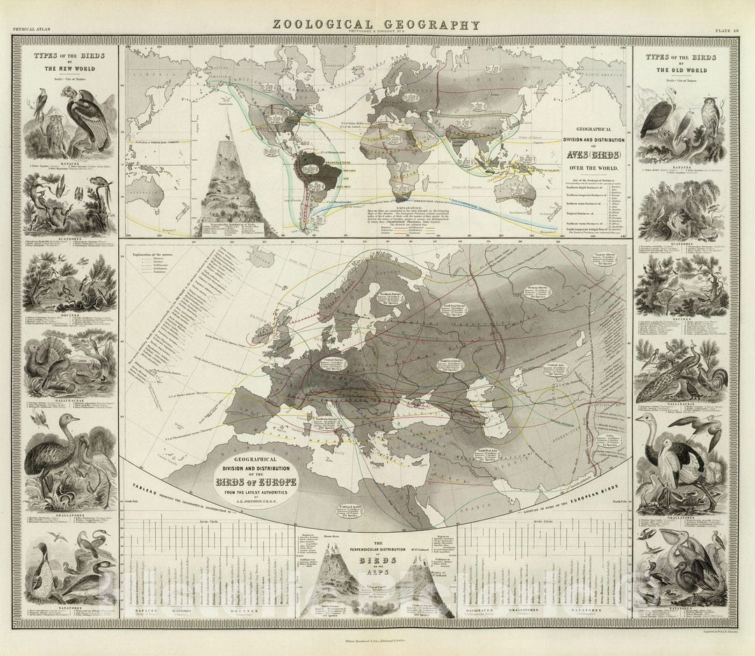 Historic Map : Alps, Europe; World Physical Atlas Map, Aves, Birds. 1856 , Vintage Wall Art