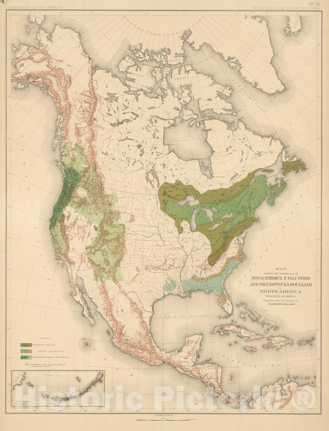 Historic Map : 1884 Distribution of Pinus Strobus, P. (Pinus) Palustris, and Pseudotsuga Douglasii in North America. - Vintage Wall Art