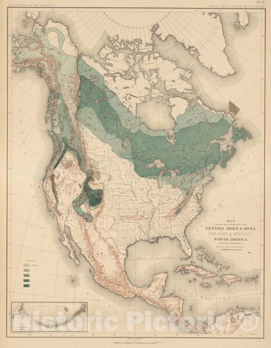 Historic Map : 1884 Distribution of the Genus Abies & Picea [The Firs & Spruces] in North America. - Vintage Wall Art