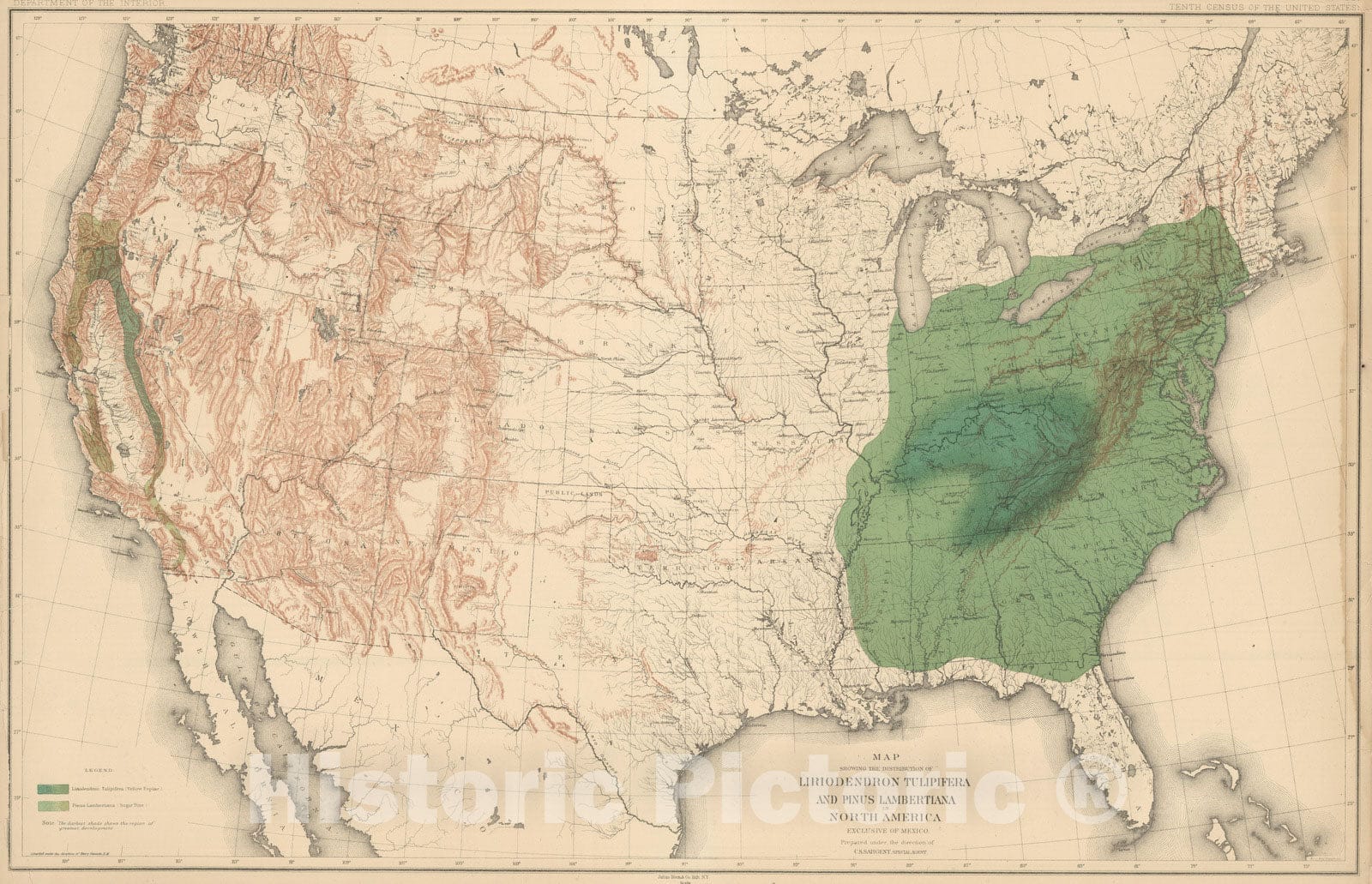 Historic Map : 1884 Distribution of Liriodendron Tulipifera and Pinus Lambertiana in North America. - Vintage Wall Art