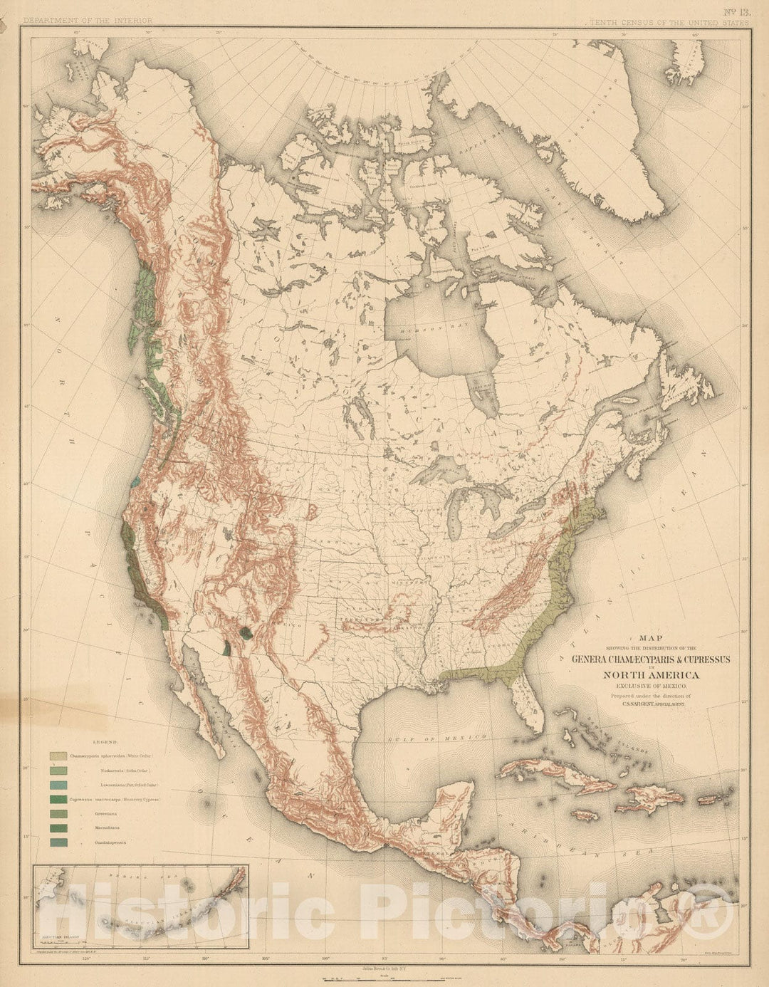 Historic Wall Map : 1884 Distribution of the Genera Chamaecyparis & Cupressus in North America. - Vintage Wall Art