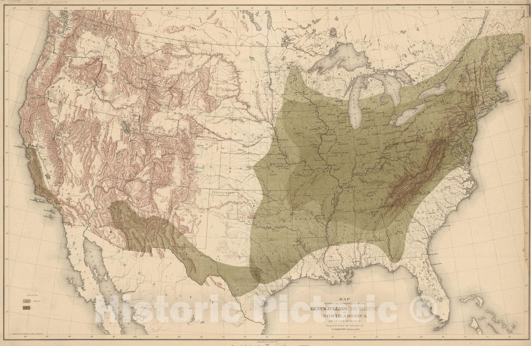 Historic Wall Map : 1884 Distribution of the Genus Juglans [The Walnuts.] in North America. - Vintage Wall Art