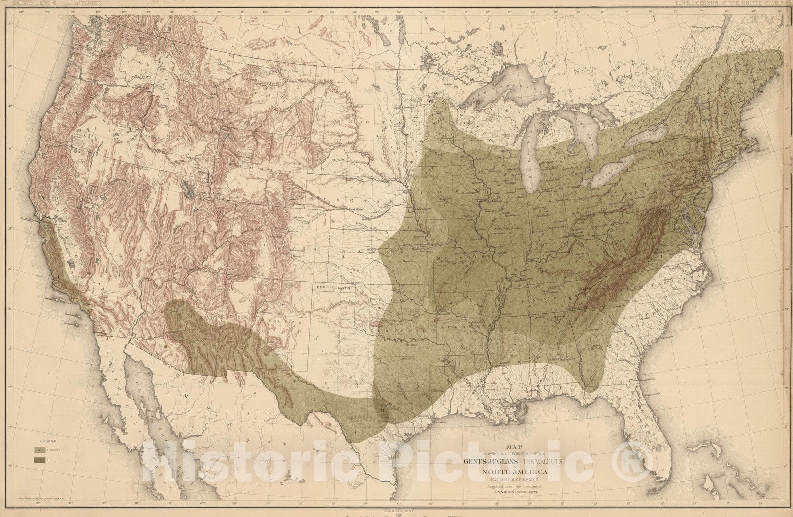 Historic Wall Map : 1884 Distribution of the Genus Juglans [The Walnuts.] in North America. - Vintage Wall Art