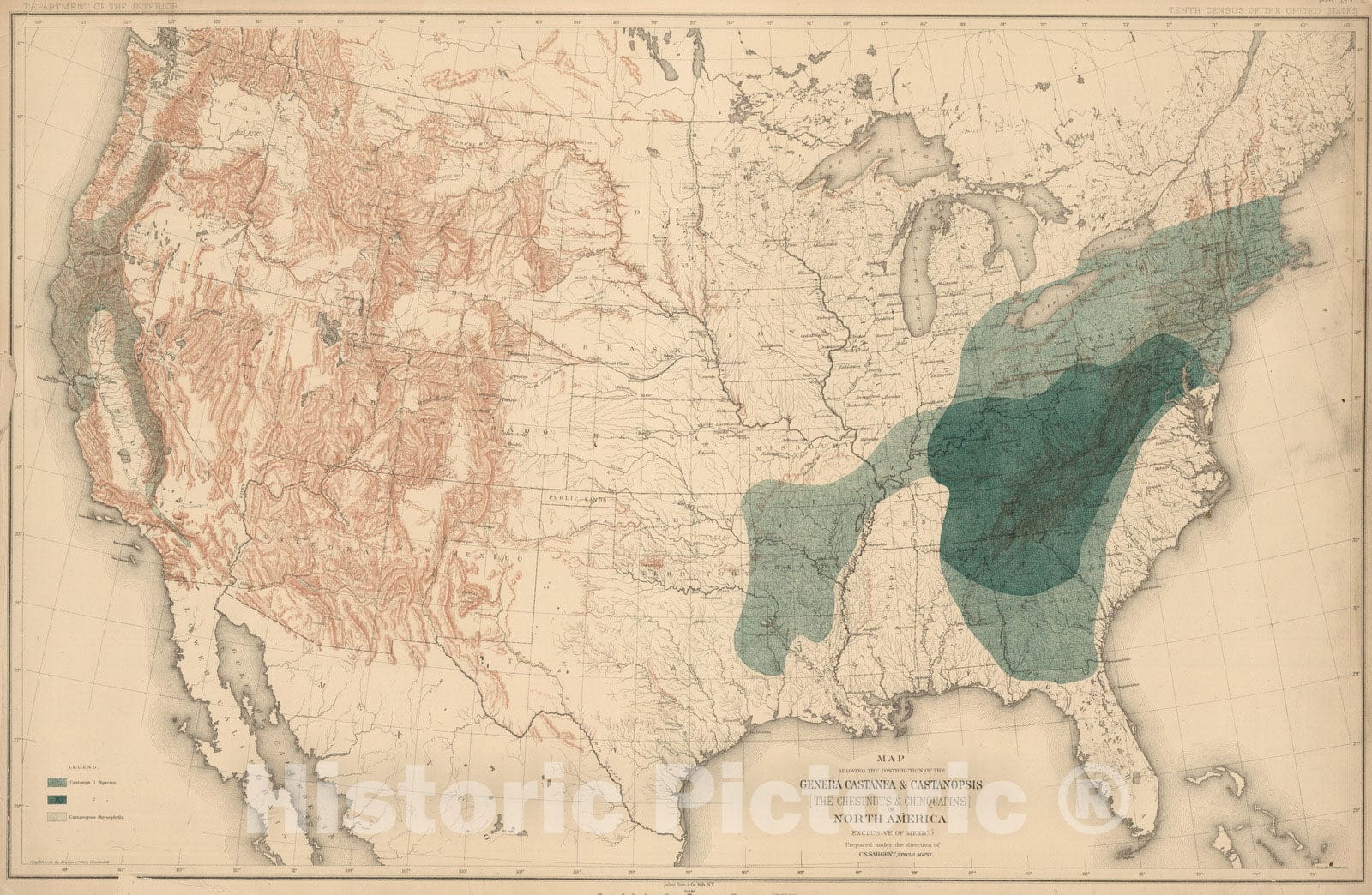 Historic Wall Map : 1884 Distribution of the Genera Castanea & Castanopsis [The Chestnuts & Chinquapins] in North America. - Vintage Wall Art