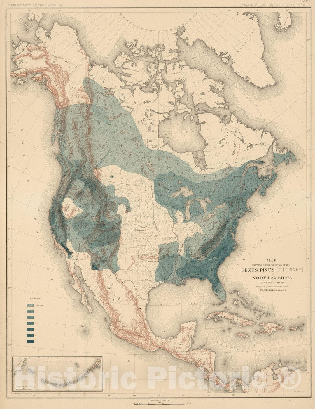 Historic Map : 1884 Distribution of the Genus Pinus [The Pines.] in North America. - Vintage Wall Art