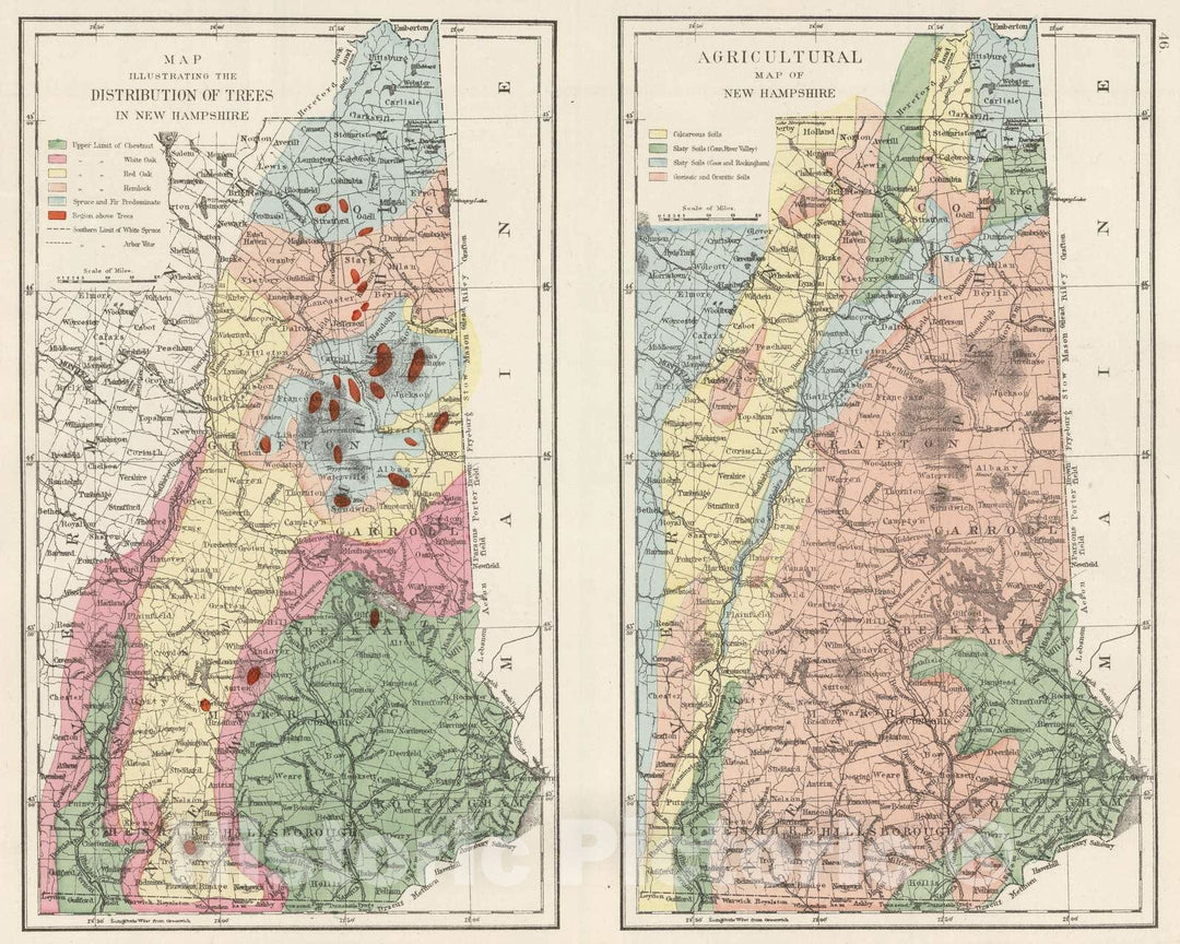 Historic Map : 1877 Trees in New Hampshire. Agriculture in New Hampshire. - Vintage Wall Art