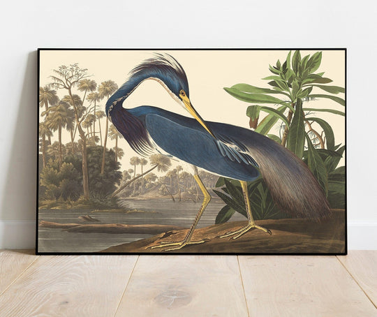 Audubon, Birds  of America, Louisiana Heron, 1848 : Art Print