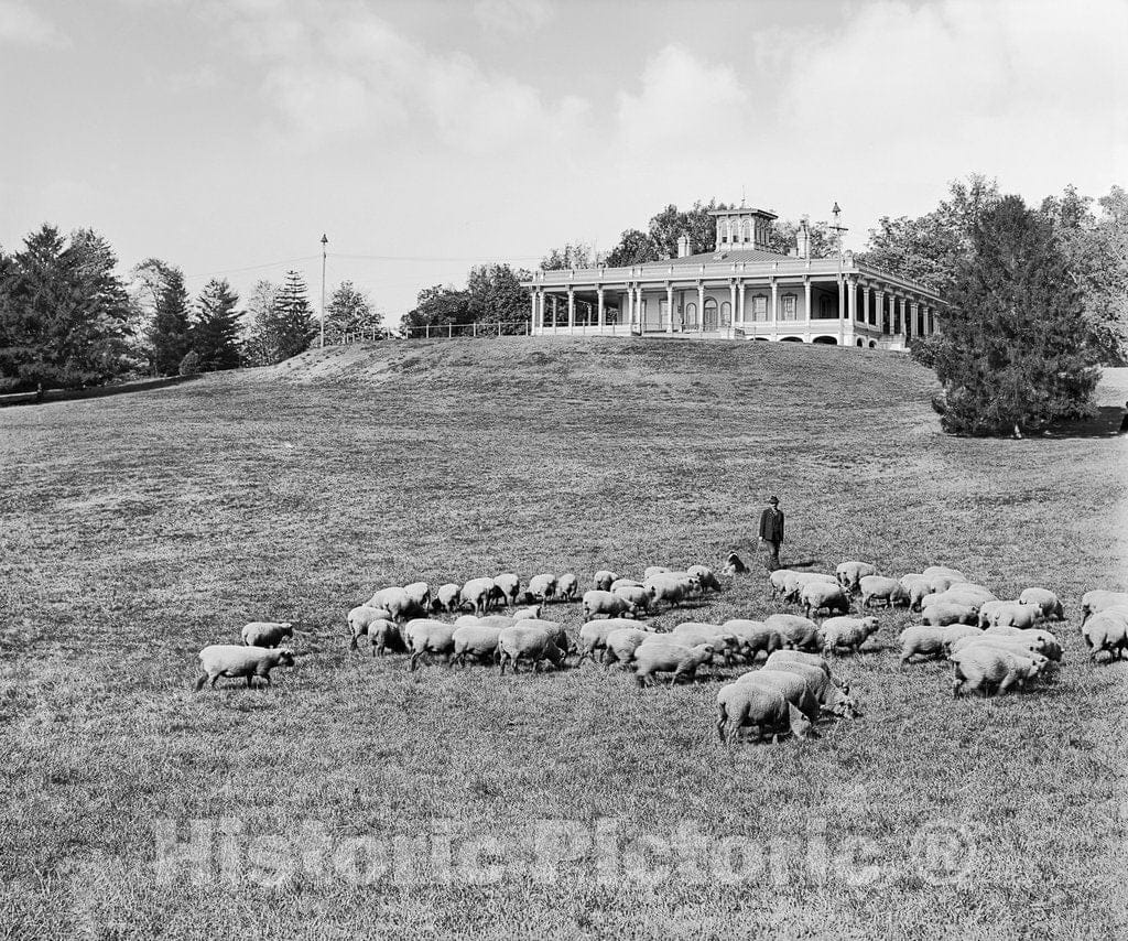 Baltimore Historic Black & White Photo, Grazing Below the Mansion House, Druid Hill Park, c1906 -