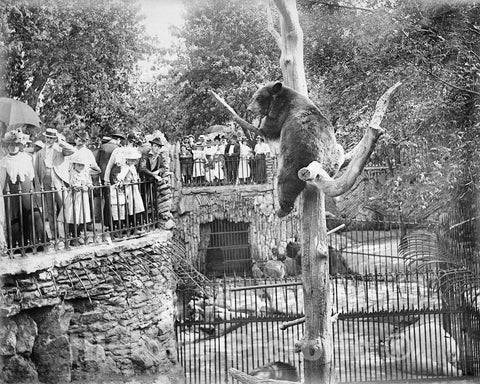 Historic Black & White Photo - Chicago, Illinois - The Lincoln Park Zoo, c1901 -