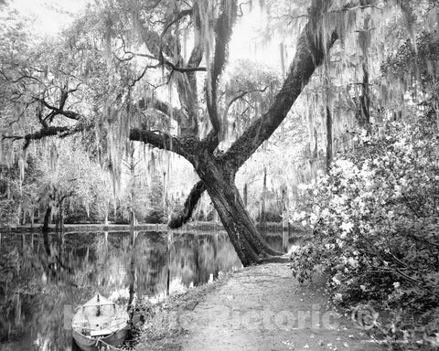 Historic Black & White Photo - Charleston, South Carolina - Magnolia-on-the-Ashley, c1907 -