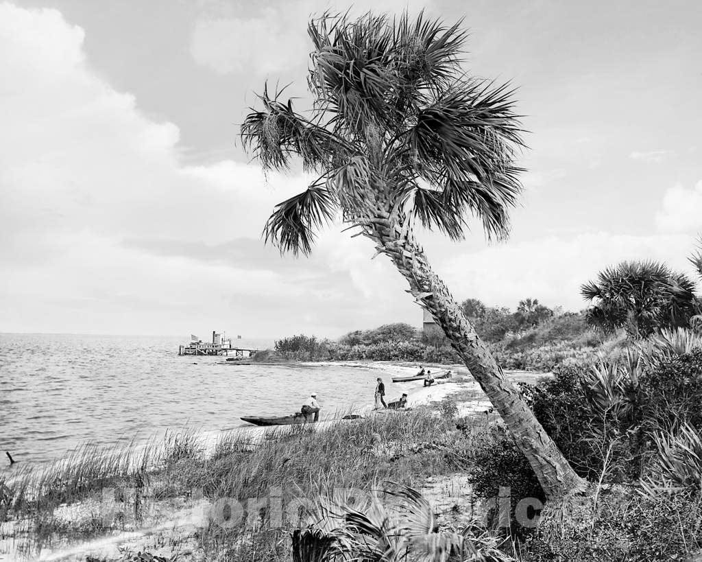 Historic Black & White Photo - Indian River, Florida Shores - Shoreline of the Indian River Lagoon, c1889 -