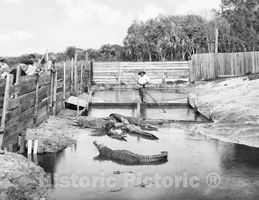 Historic Black & White Photo - Palm Beach, Florida Shores - Alligator Joes Palm Beach Wildlife Farm, c1904 -