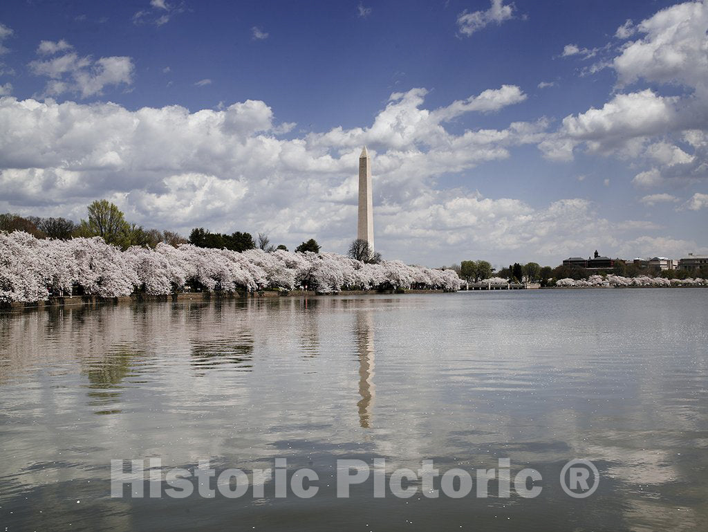 Washington, D.C. The Shore of The Tidal Basin Showing Blossoming Cherry Trees with The Washington Monument - 24x18in