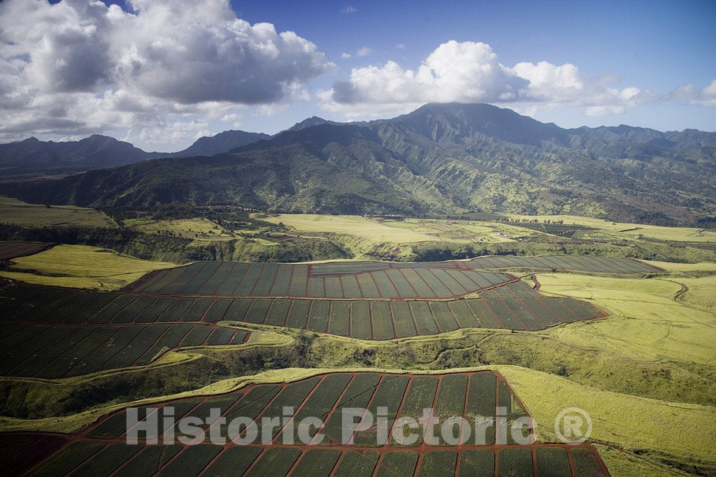 Oahu, HI Photo - Aerial View of Pineapple Fields, Oahu, Hawaii