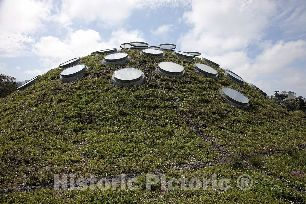 San Francisco, CA Photo - Detail of Living roof, CA National Academy of Sciences, San Francisco, CA