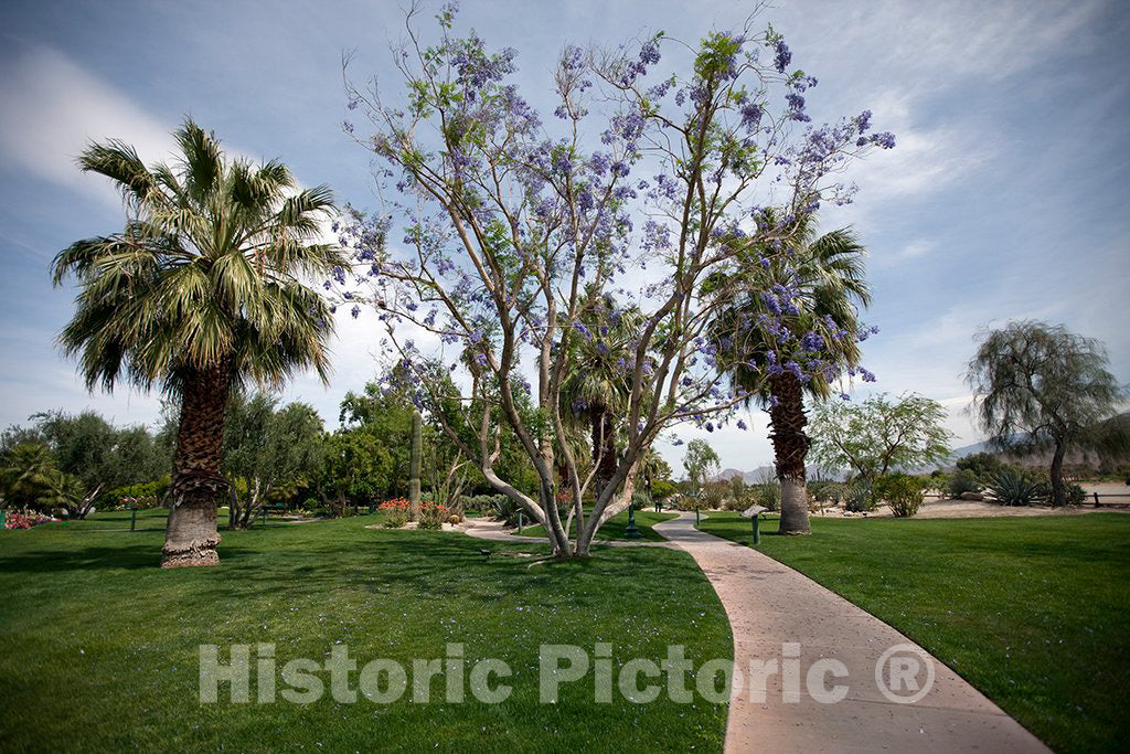 Photo - Michael S. Wolfson Park, Palm Springs, California- Fine Art Photo Reporduction