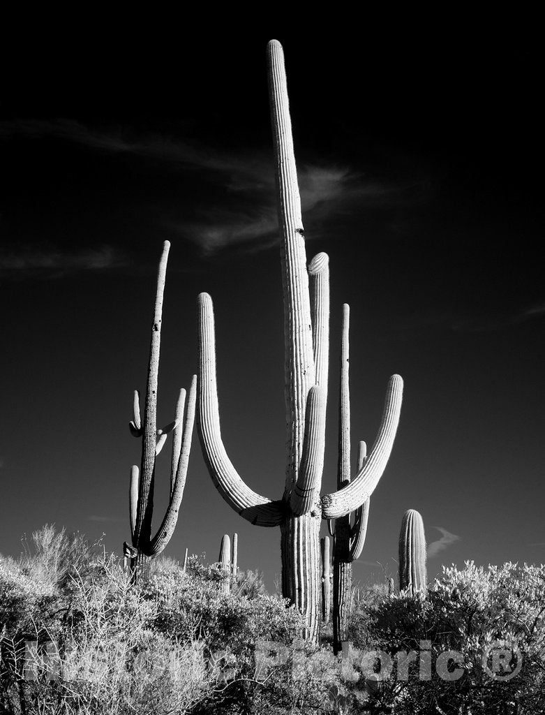 Tucson, AZ Photo - Saguaro Cactus Near Tucson, Arizona