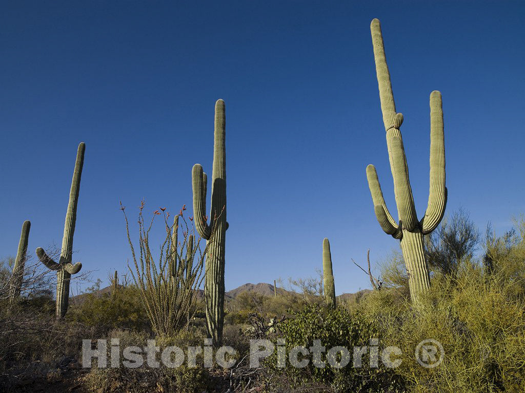 Tucson, AZ Photo - Saguaro Cactus Near Tucson, Arizona