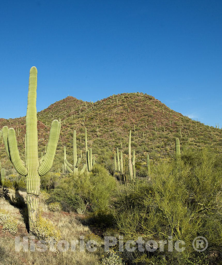 Tucson, AZ Photo - Saguaro Cactus near Tucson, Arizona