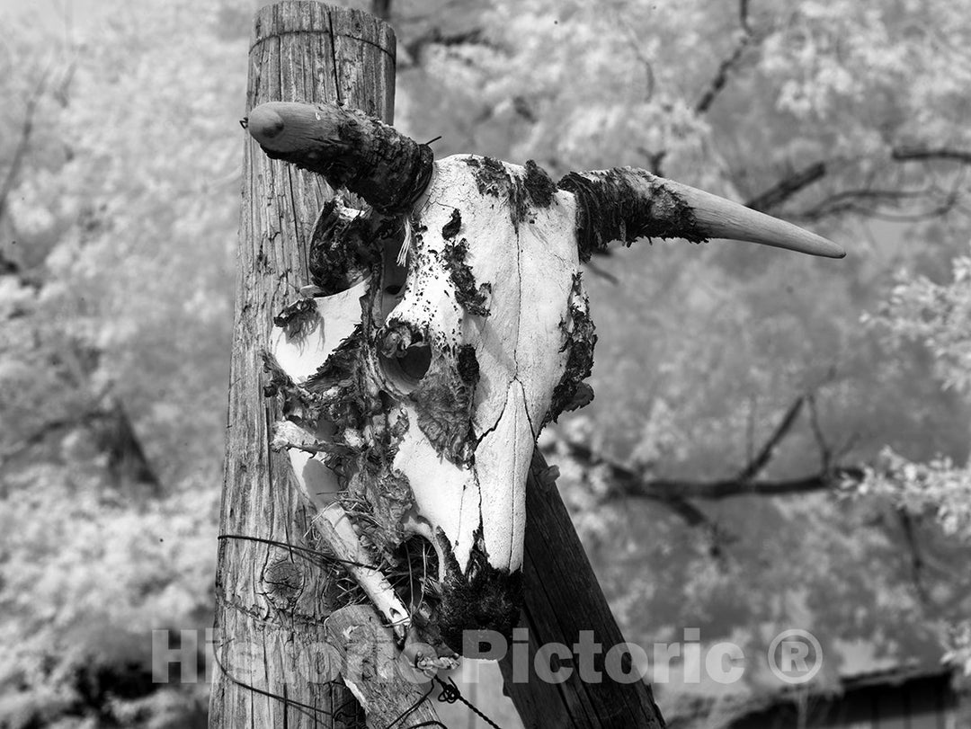 Hackberry, AZ Photo - Cow Skull at Hackberry General Store, Route 66-