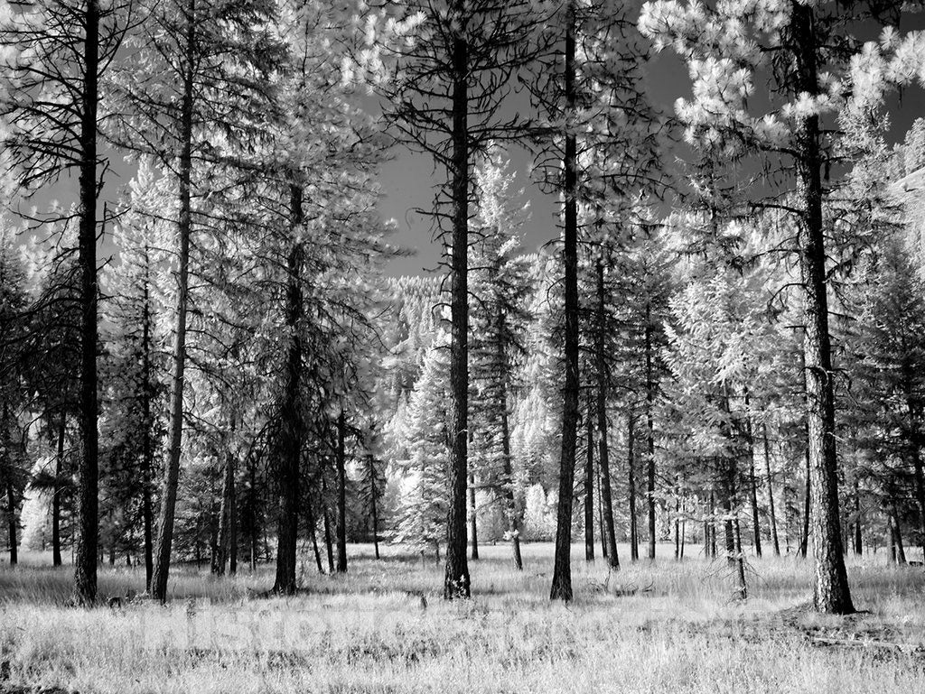 Montana Photo - Forest of Trees, Montana