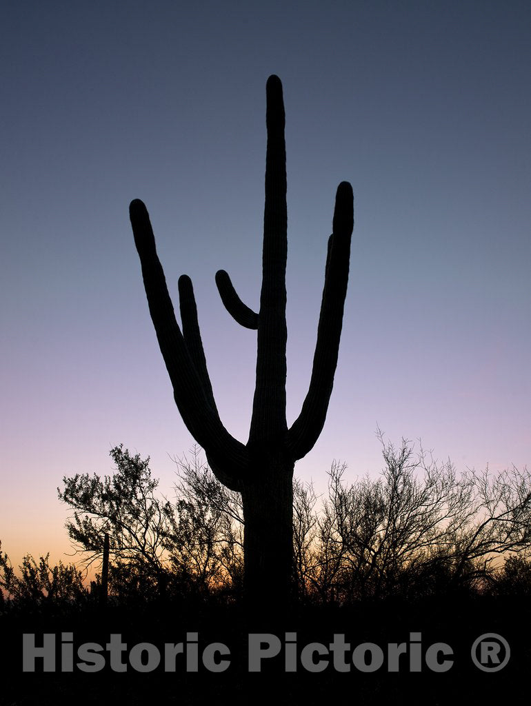 Tucson, AZ Photo - Saguaro Cactus near Tucson, Arizona