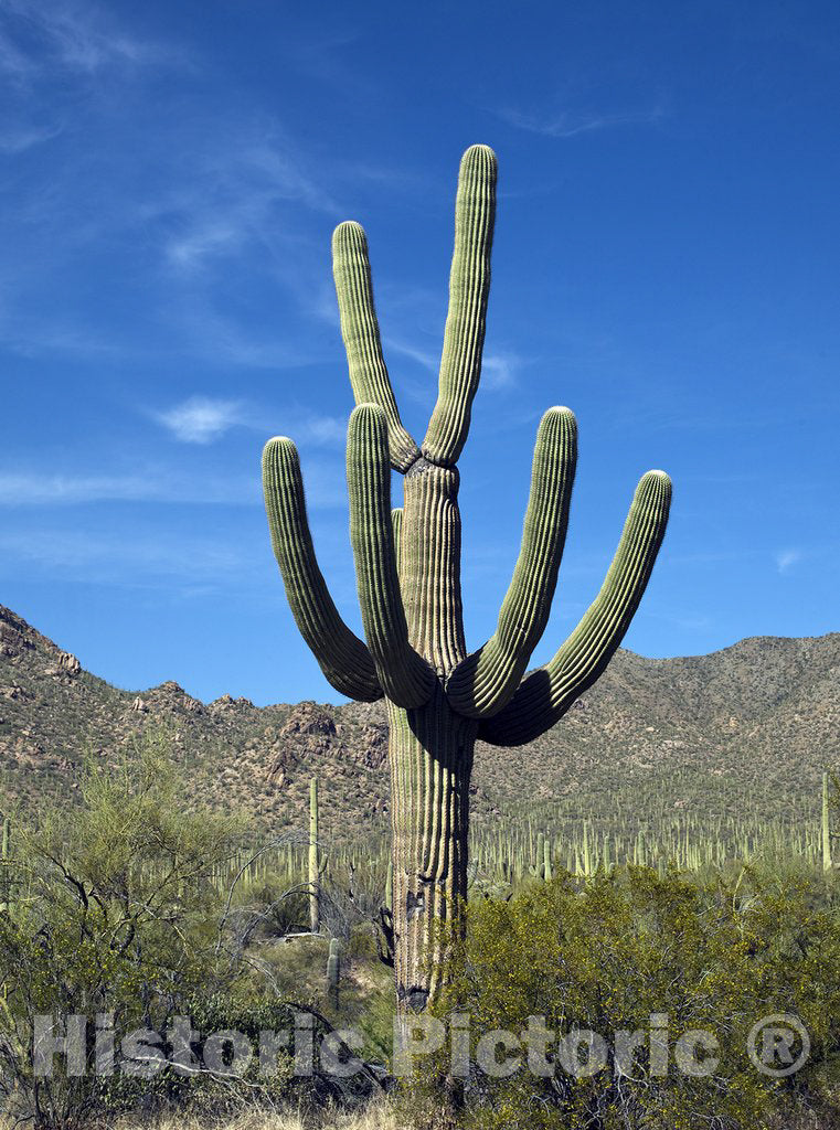 Tucson, AZ Photo - Saguaro Cactus Near Tucson, Arizona