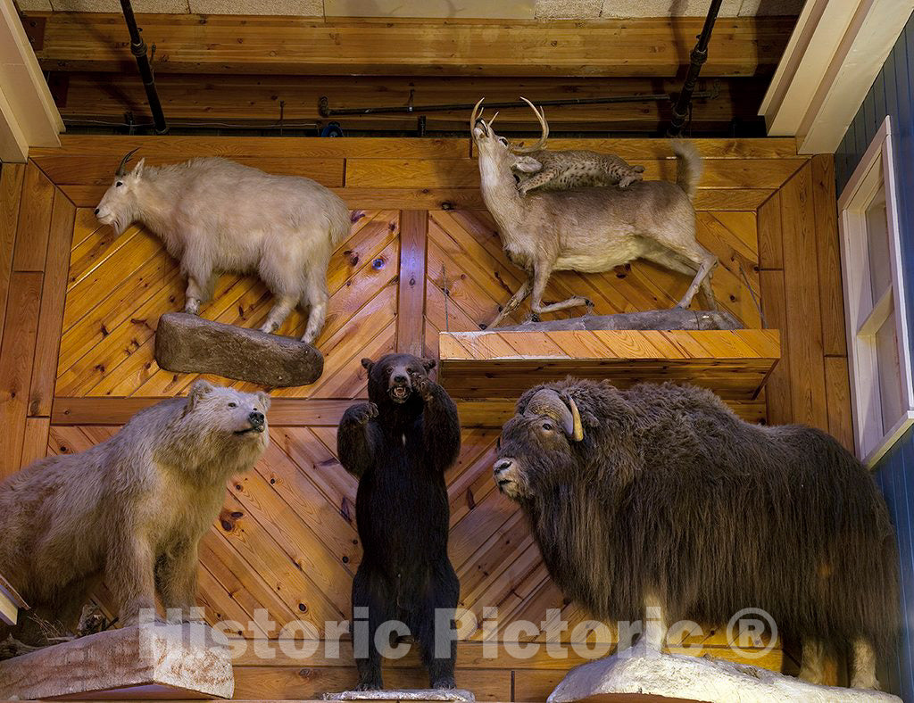 Photo - Wild Animal Display in Wall Drug, Wall, South Dakota- Fine Art Photo Reporduction