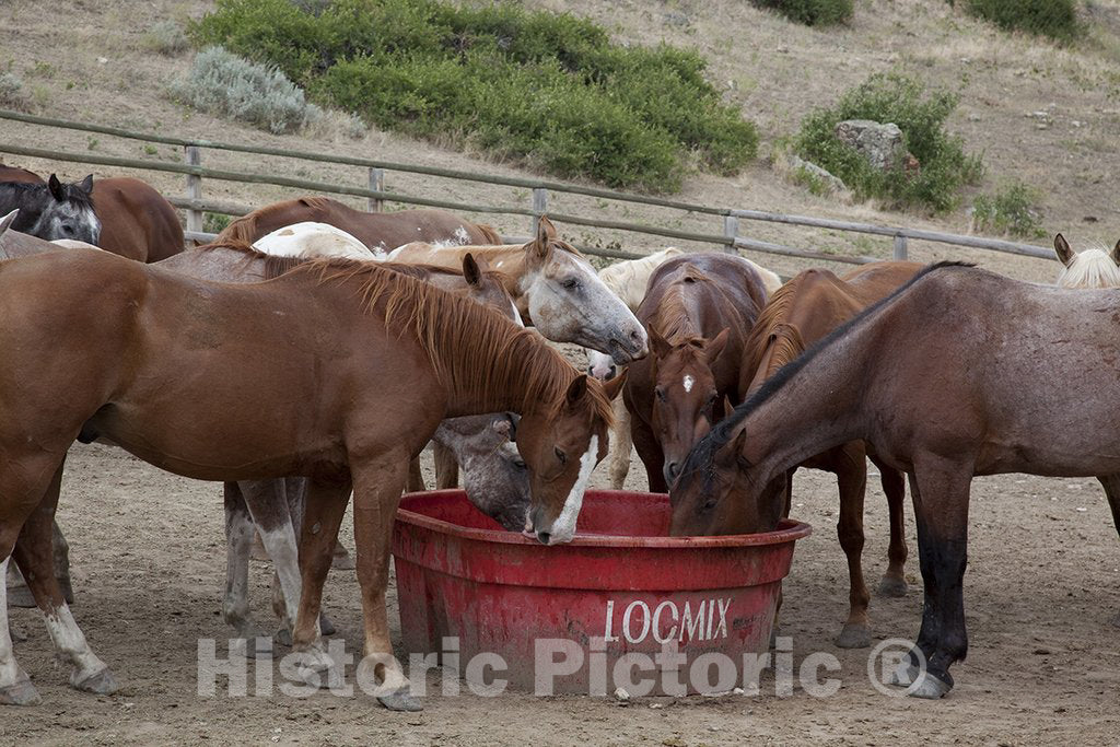 Wyoming Photo - Horses Graze at The Eaton's Dude Ranch, Wyoming