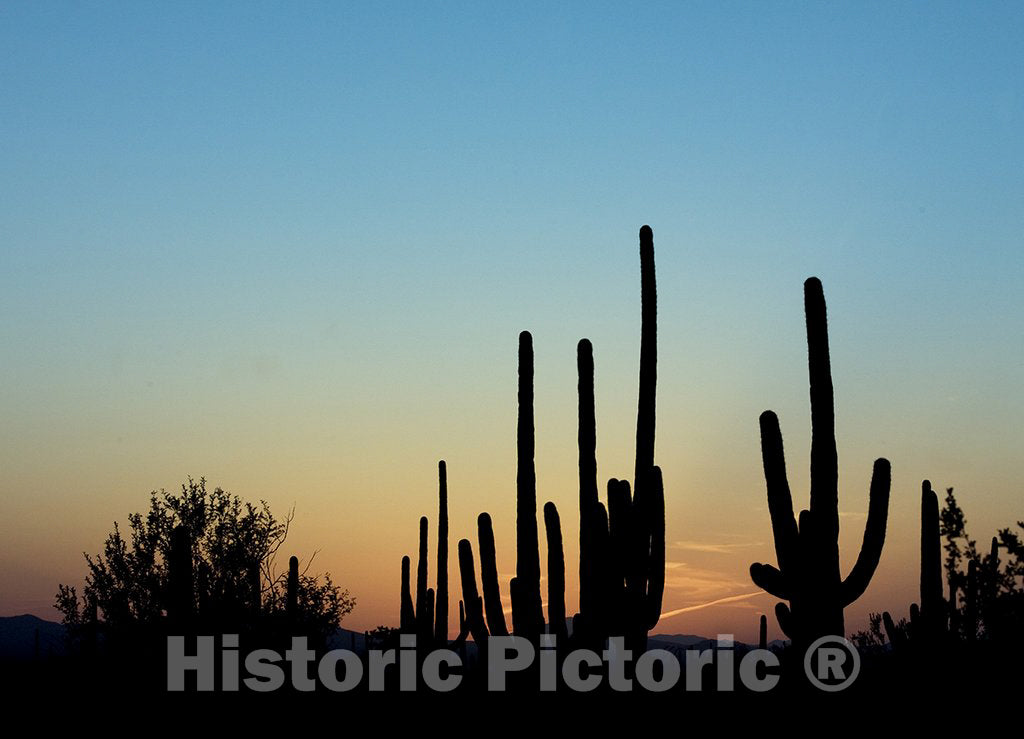 Tucson, AZ Photo - Saguaro Cactus Near Tucson, Arizona