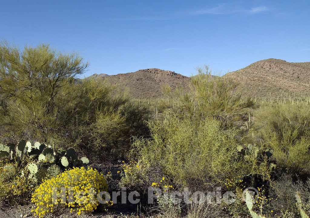 Tucson, AZ Photo - Saguaro Cactus near Tucson, Arizona