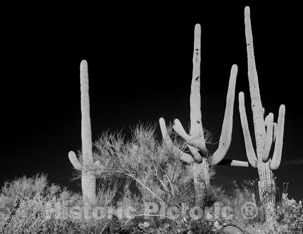 Tucson, AZ Photo - Saguaro Cactus Near Tucson, Arizona