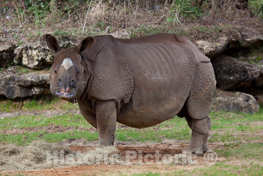 Photo- Montgomery Zoo, Montgomery, Alabama 2 Fine Art Photo Reproduction