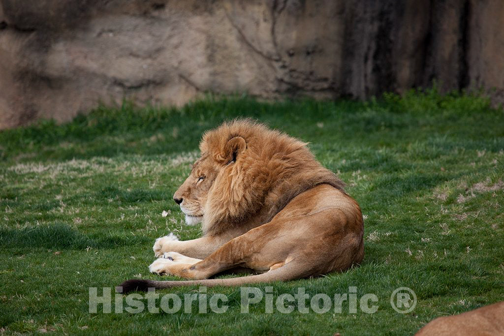 Photo- Montgomery Zoo, Montgomery, Alabama 1 Fine Art Photo Reproduction