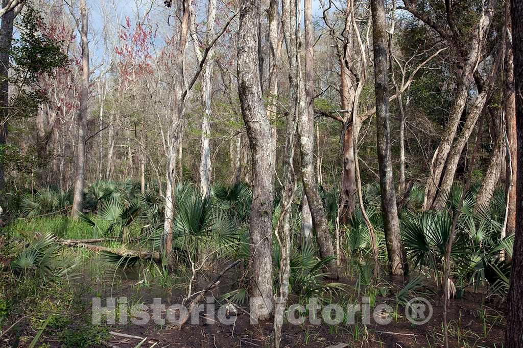 Photo - Historic Blakeley State Park, Scene of The Last Major Battle of The Civil War, Spanish Fort, Alabama- Fine Art Photo Reporduction