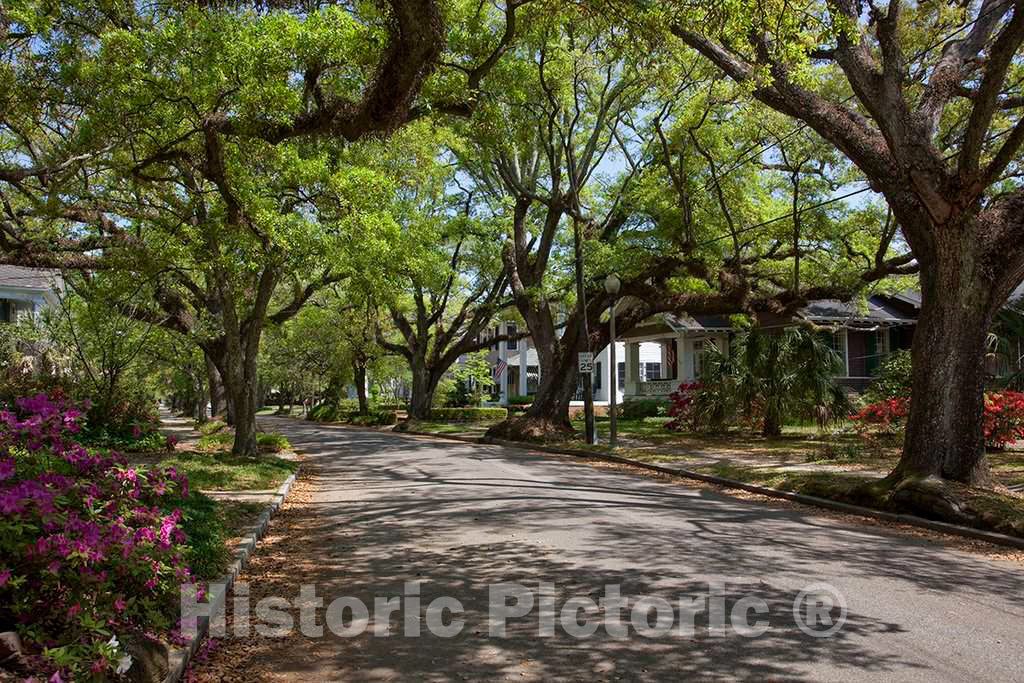 Photo - Oakleigh Neighborhood in Mobile, Alabama- Fine Art Photo Reporduction