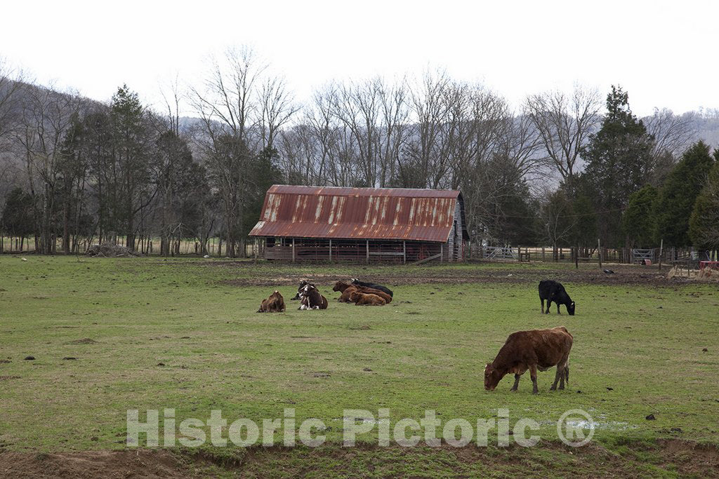 Scottsboro, AL Photo - Farm Scene in Scottsboro, Alabama