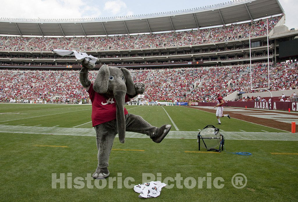 Tuscaloosa, AL Photograph - Since The 1930s, Big Al, The Alabama Crimson Tide Football Team Mascot has cheered The Team to Victory at The University of Alabama, Tuscaloosa, Alabama