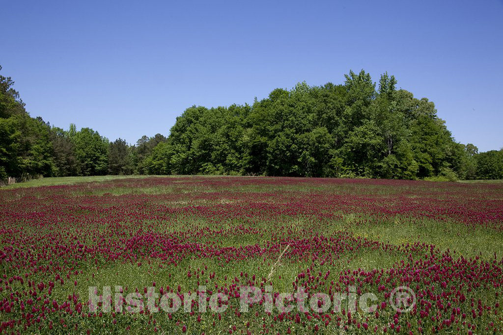 Alabama Photo - Rural Alabama in The Spring