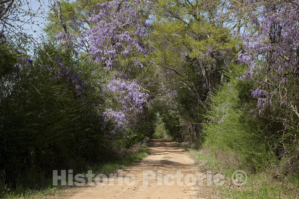 Alabama Photo - Rural Alabama in the spring