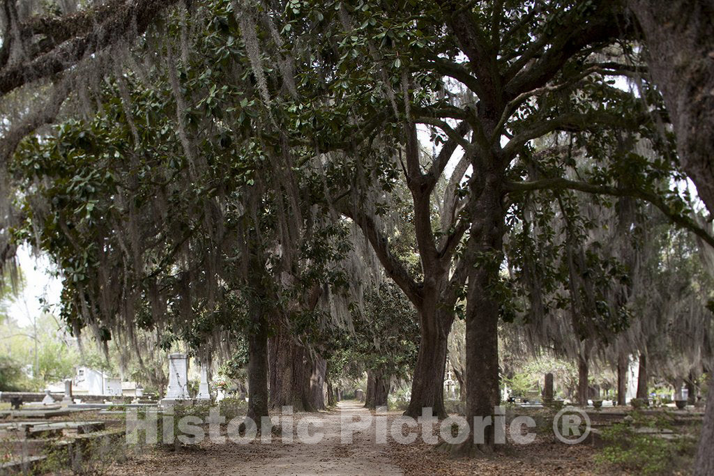 Selma, AL Photo - Old Live Oak Cemetery, Selma, Alabama