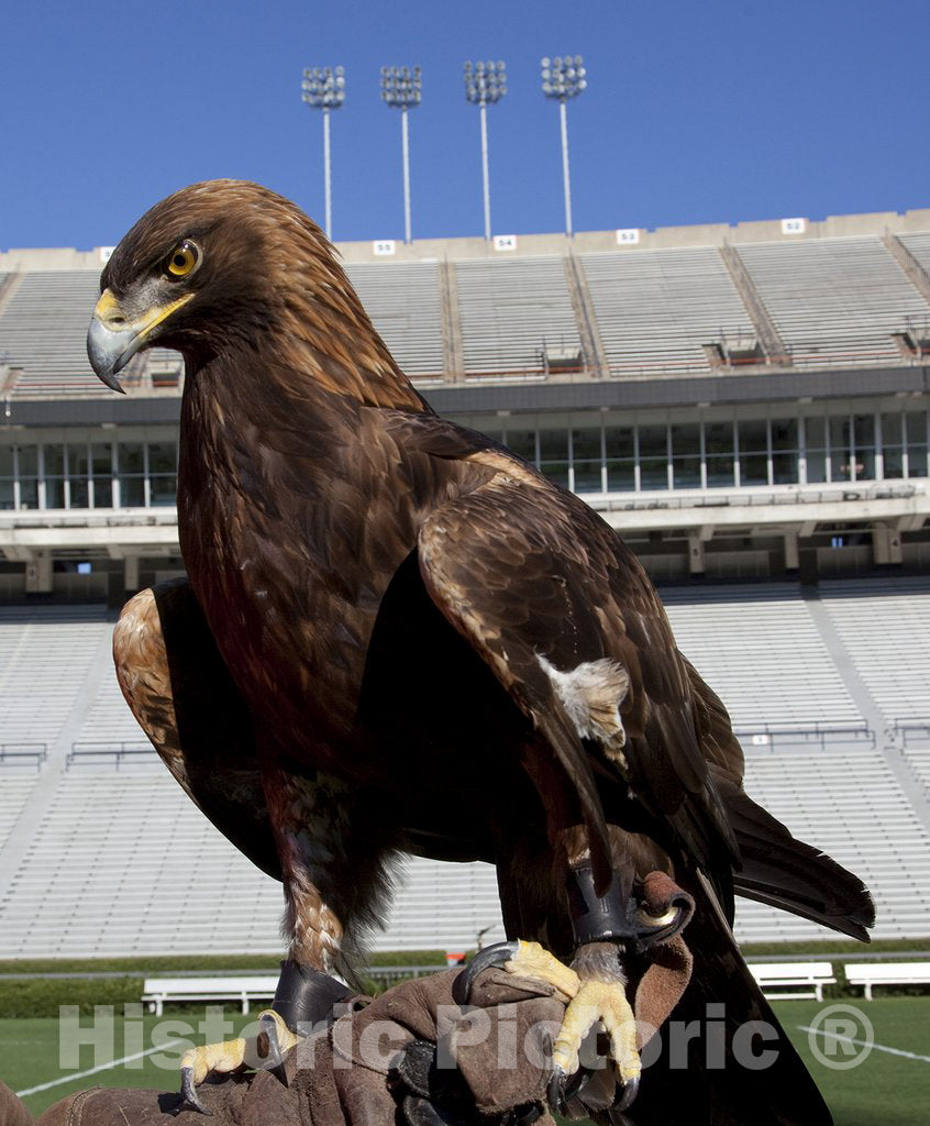 Auburn, AL Photo - The Golden Eagle That flys at The Auburn University's Football Game Every Year, Auburn, Alabama