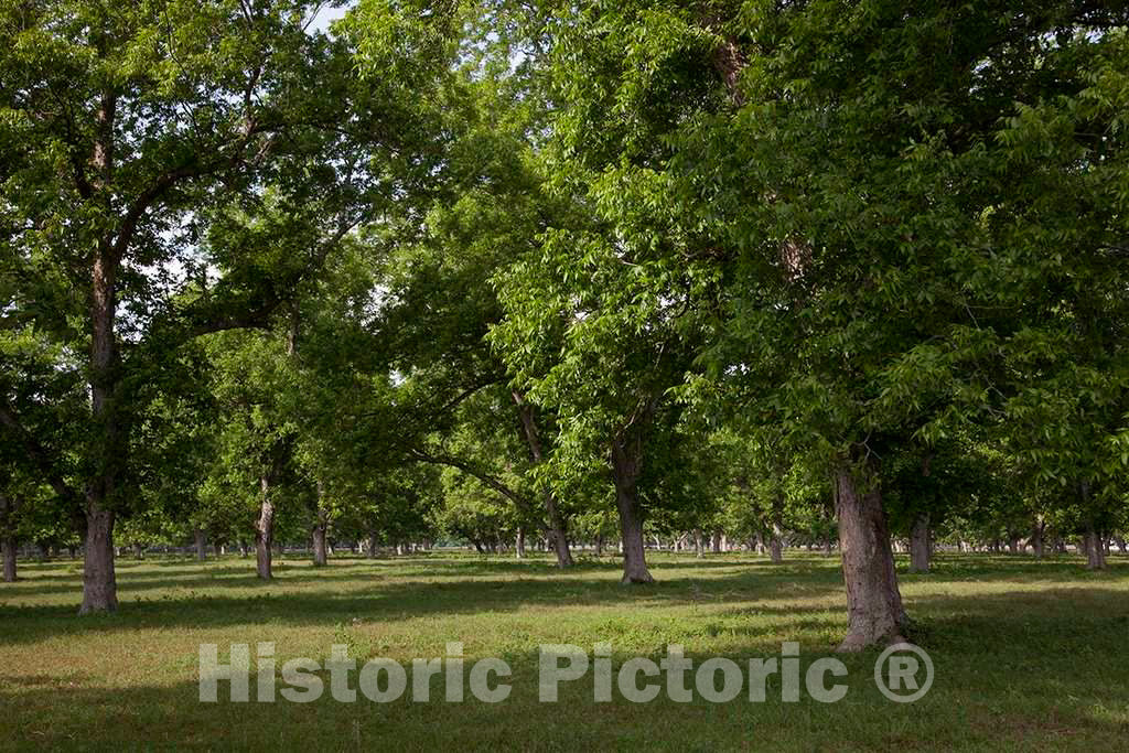 Photo - Beautiful Communities and Rural Scenes in Baldwin County, Alabama. Pecan Trees are Abundant- Fine Art Photo Reporduction