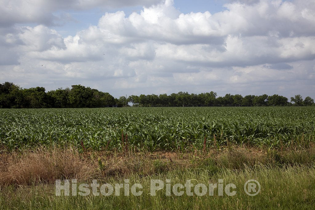 Baldwin County, AL Photo - Beautiful Communities and Rural Scenes in Baldwin County, Alabama. Pecan Trees are Abundant