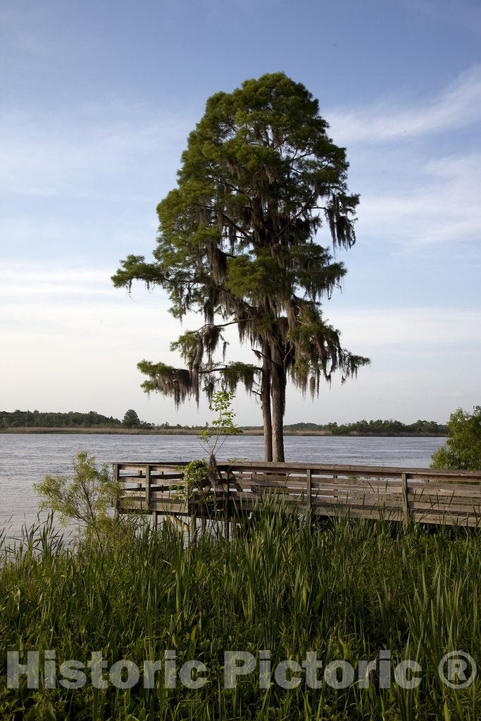 Spanish Fort, AL Photo - Historic Blakeley State Park located on the Tensaw River in Alabama is very lush in the summertime