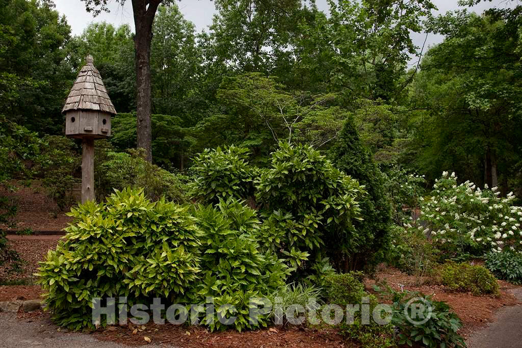 Photo - Birmingham Botanical Gardens, Birmingham, Alabama- Fine Art Photo Reporduction